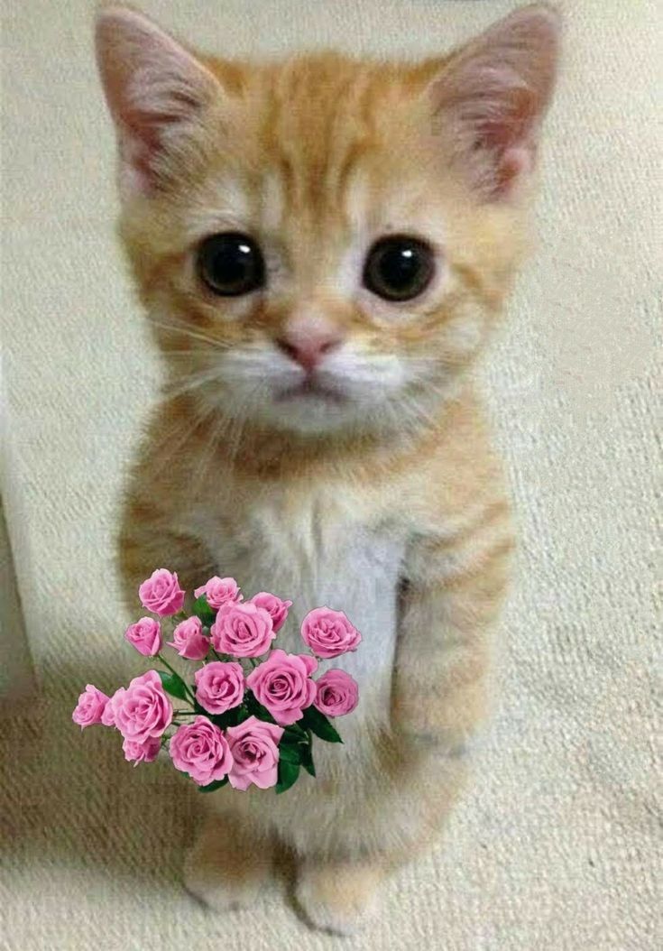 cat holding roses